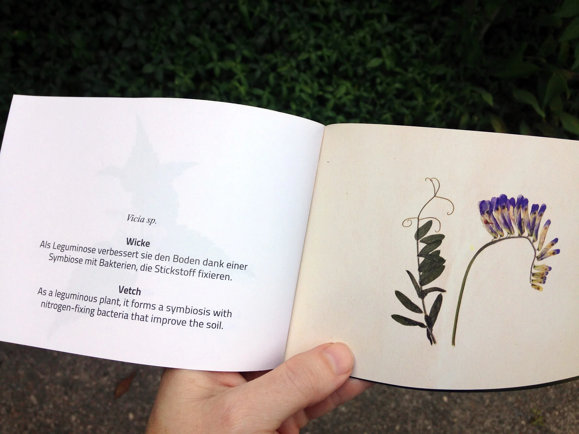 12_Herbarium-Vetch.jpg