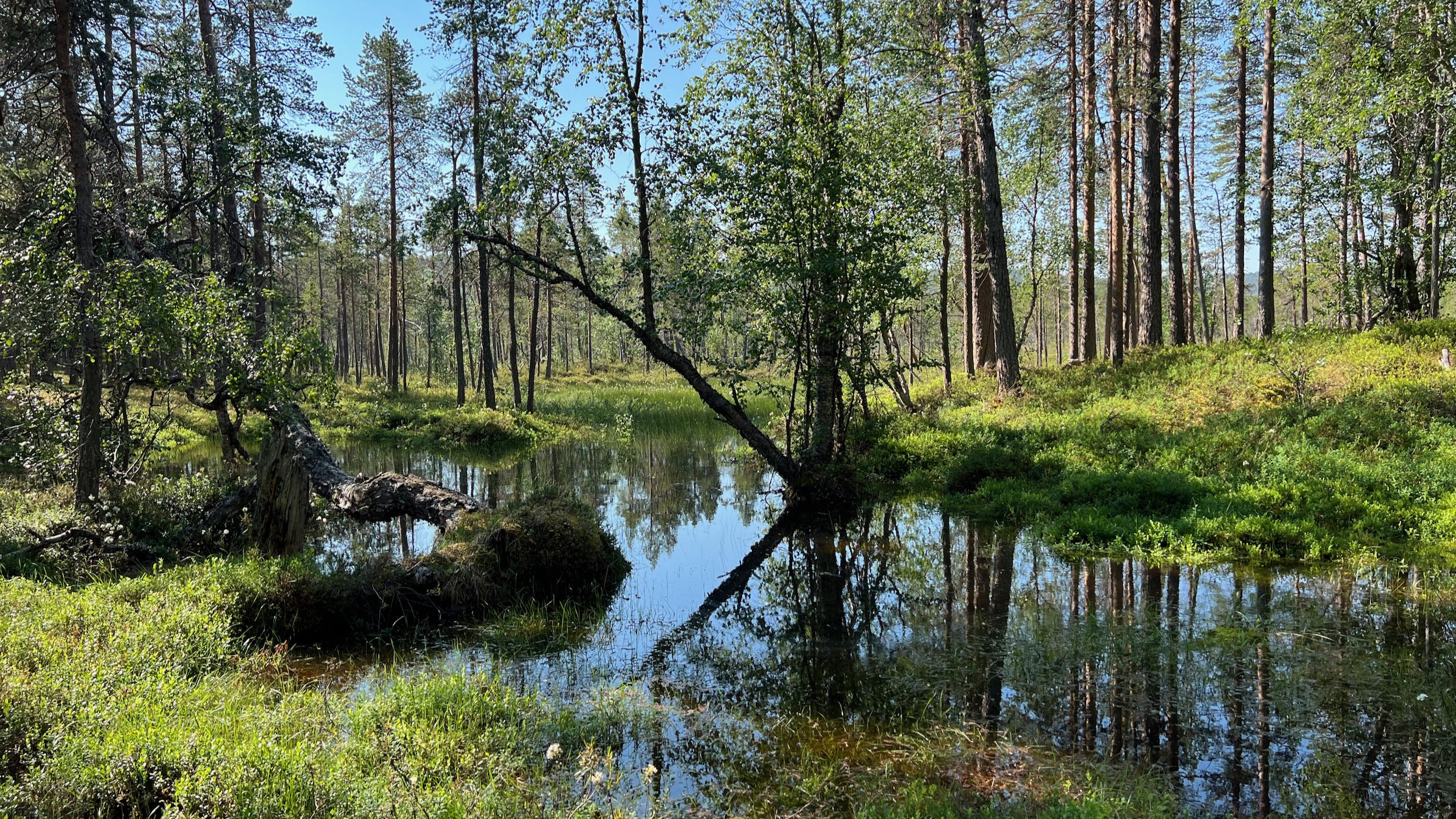 Finnland-Lemmenjoki-Nationalpark - 8.jpeg
