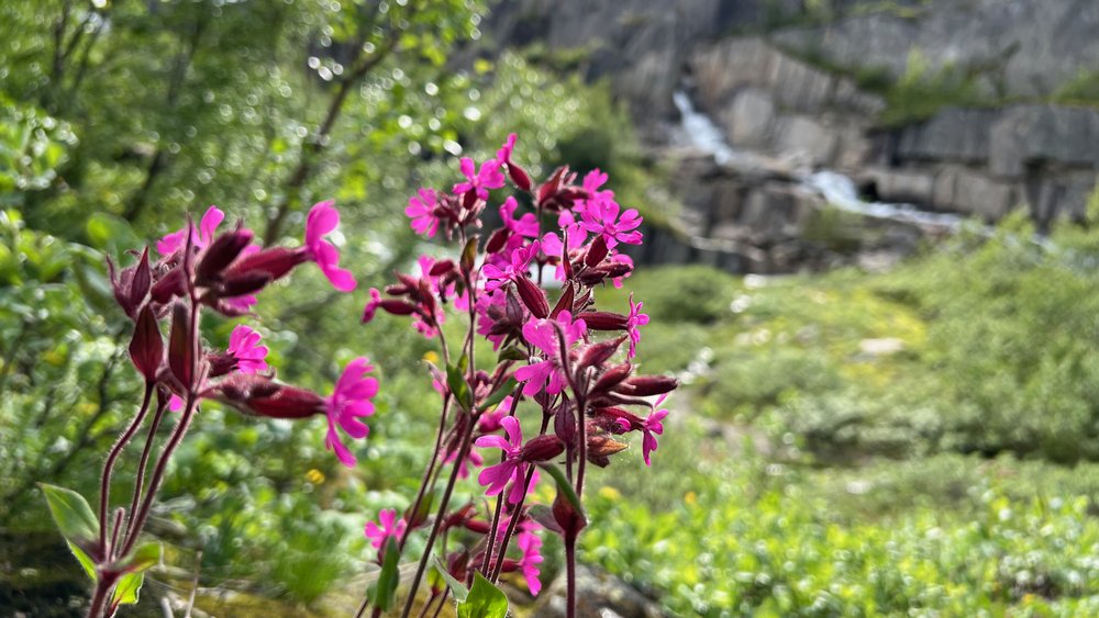 Saltfjellet-Svartisen-Nationalpark - 22.jpeg