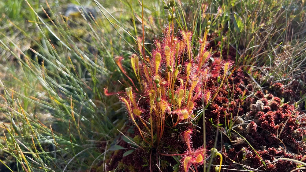 kystriksveien-Etappe-04-Leka - 41.jpeg