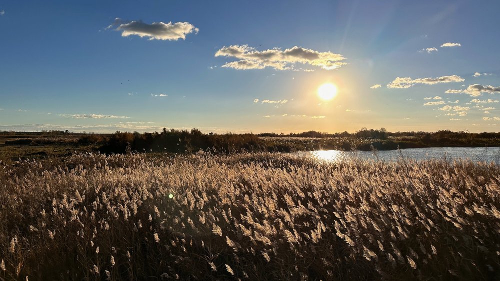 Spanien Nationalpark Tablas de Daimiel - 10.jpeg