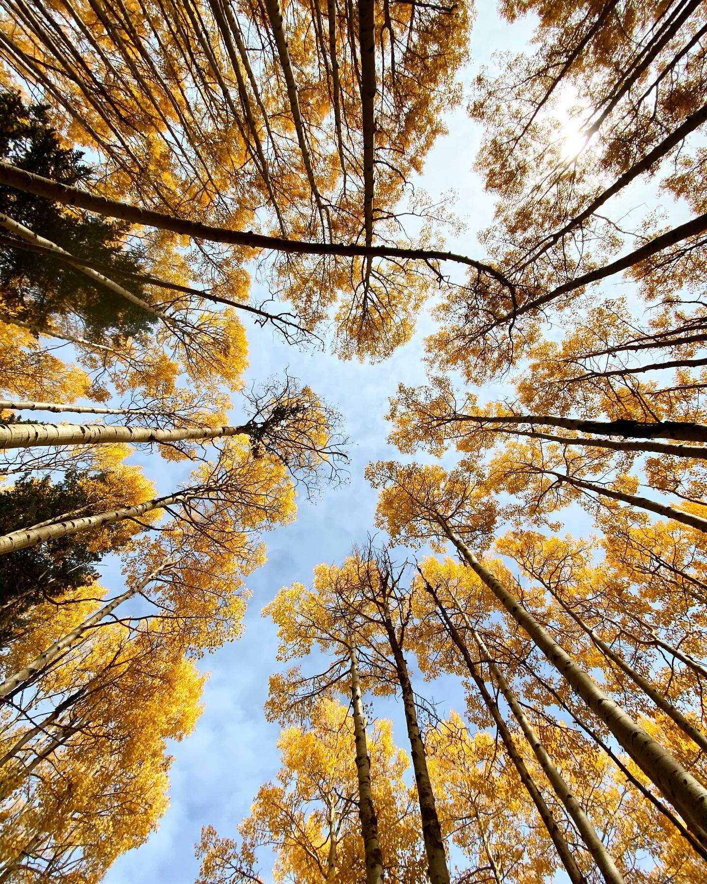 Are aspens my new favorite tree? Quite possibly