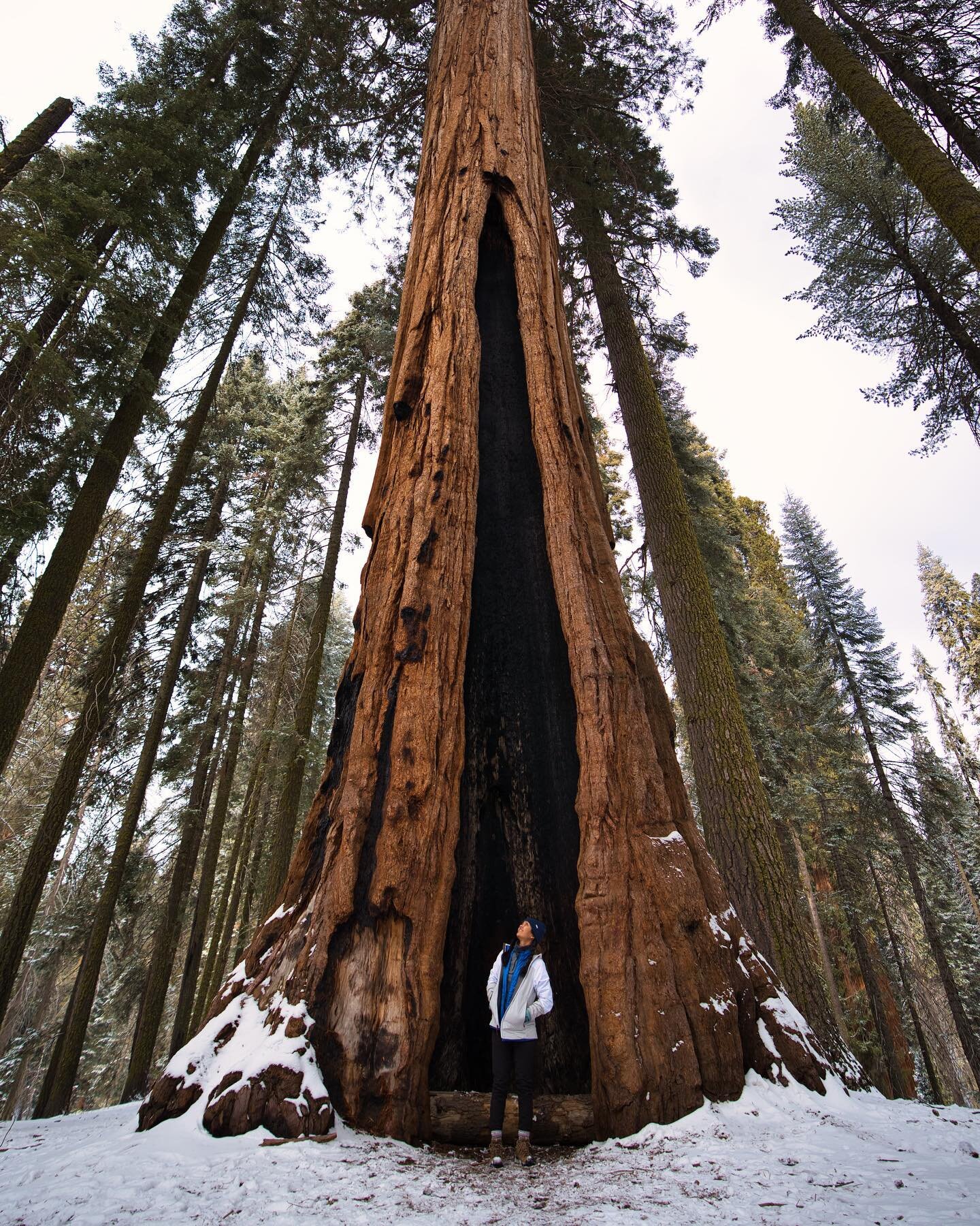 Big fan of places like this.. 🌲❄️😌 #sequoianationalpark #california #adventure