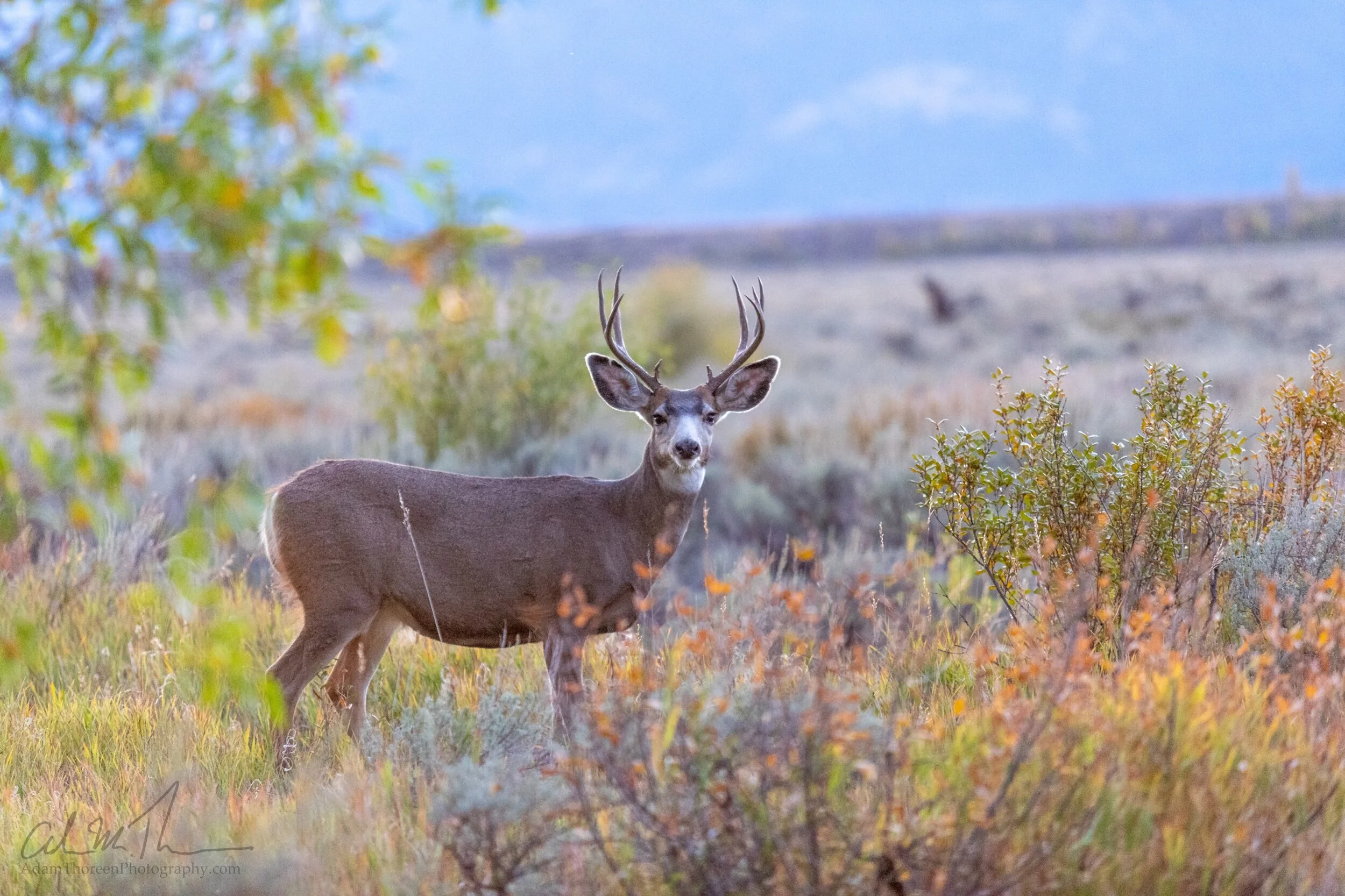 Gros Ventre Campground