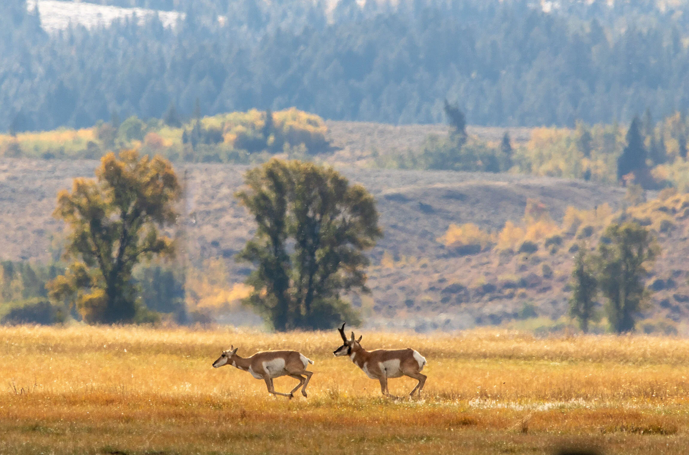 Elk Flats