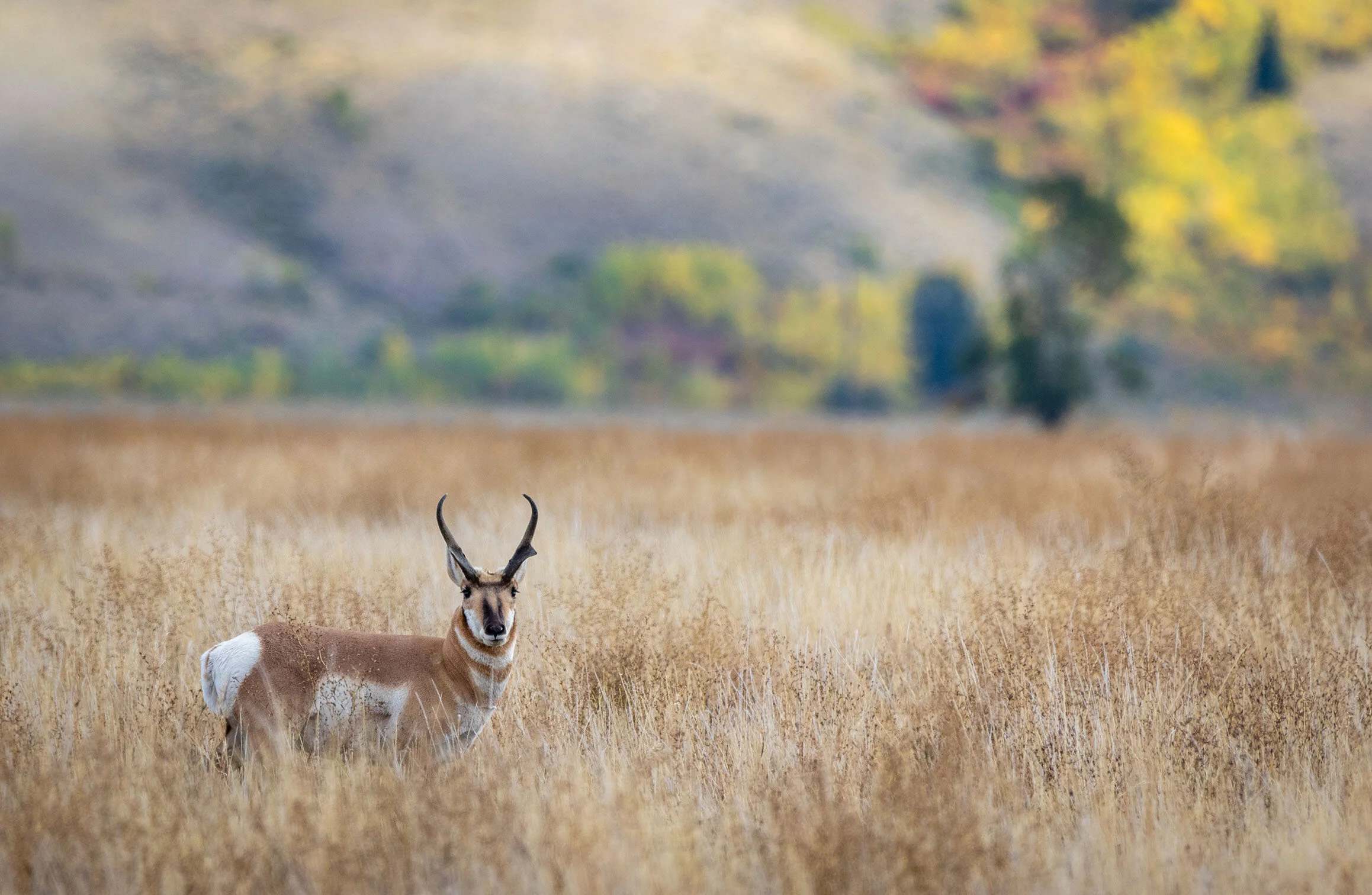 Elk Flats