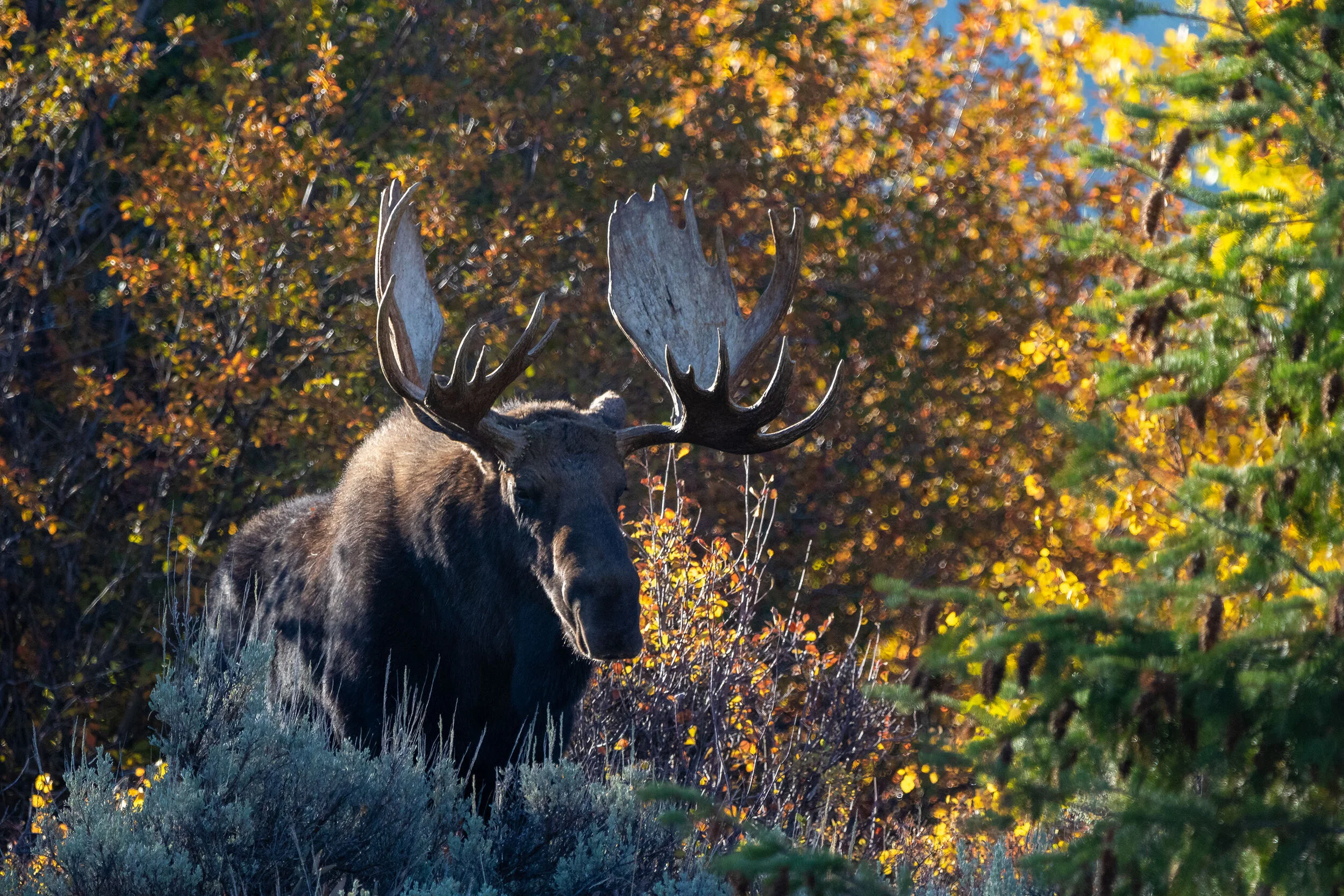Moose River Flats