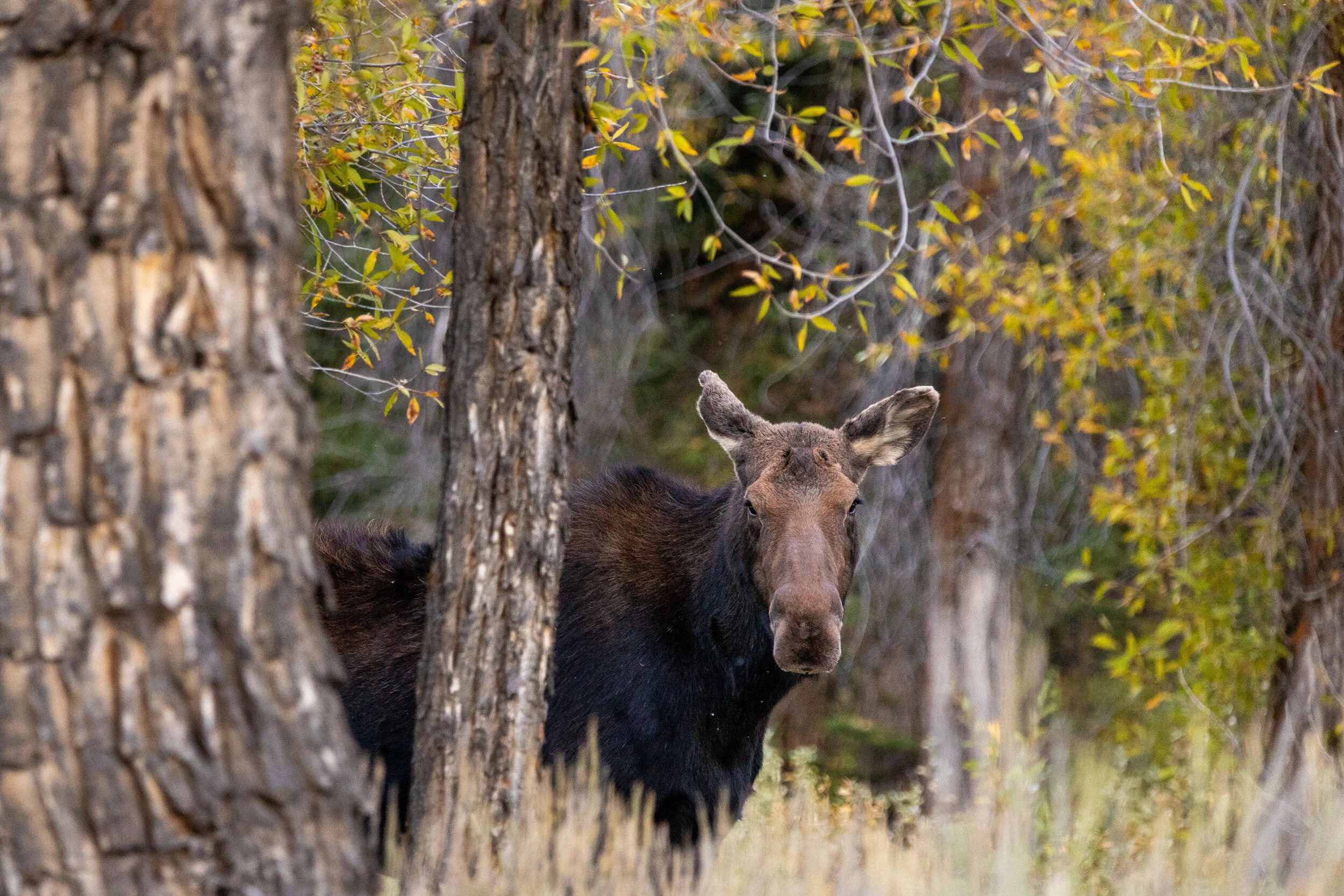 Gros Ventre Woods