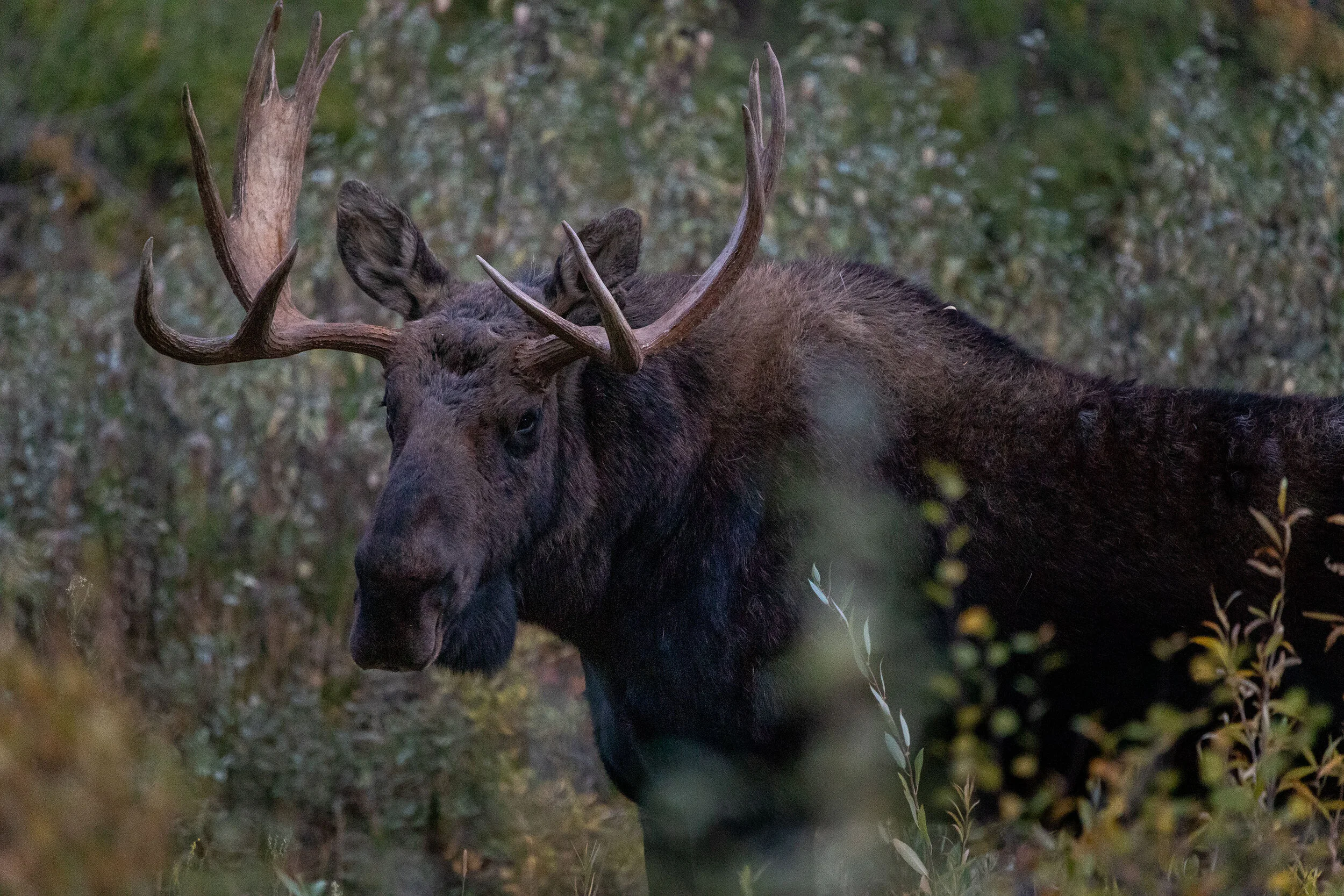 Gros Ventre Woods