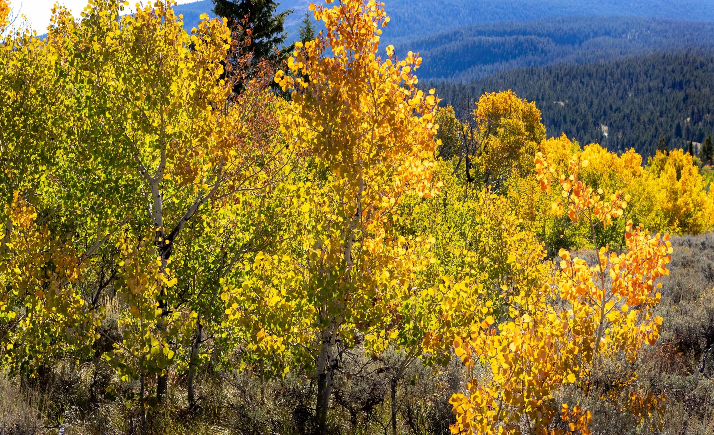 Spread Creek