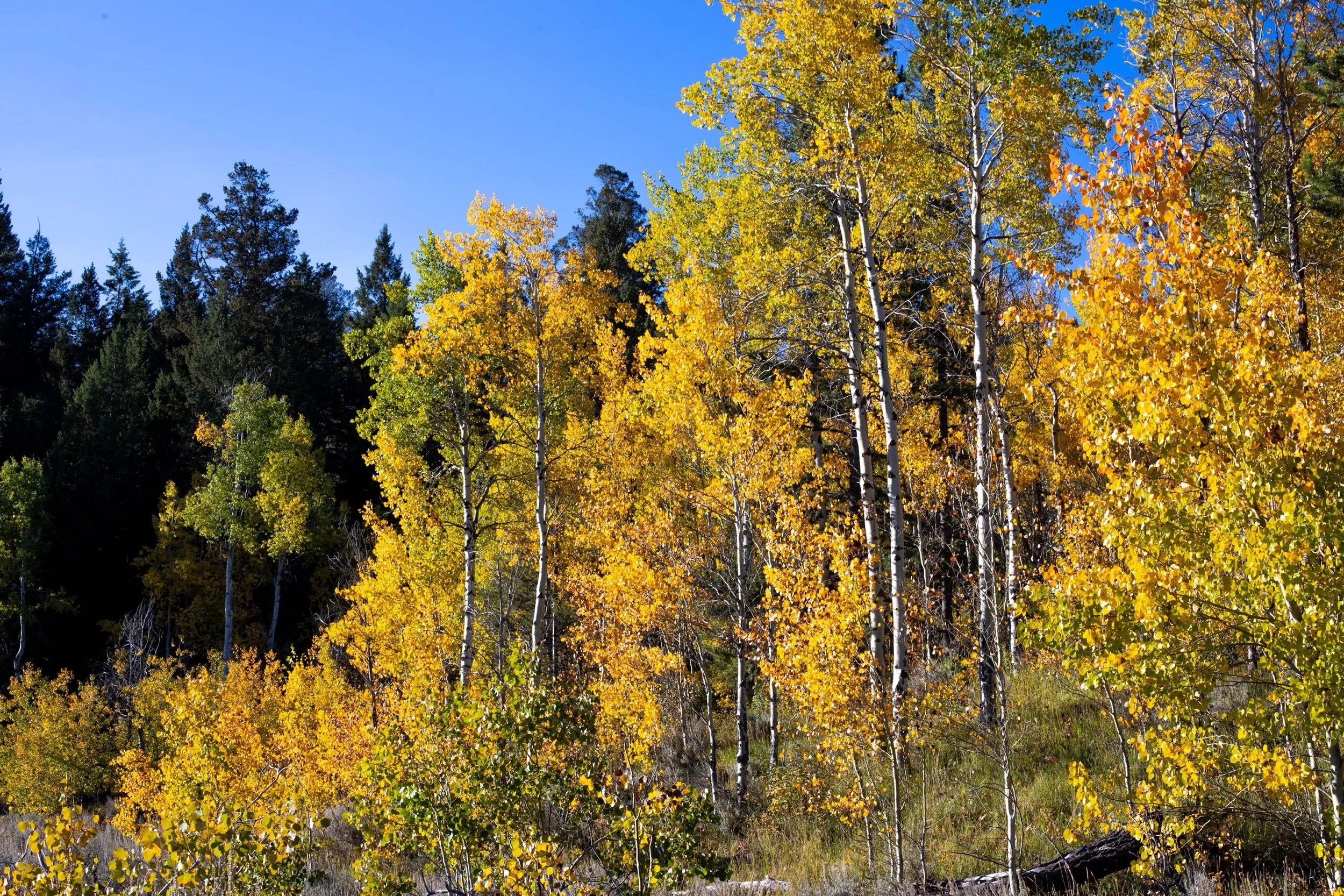 Spread Creek