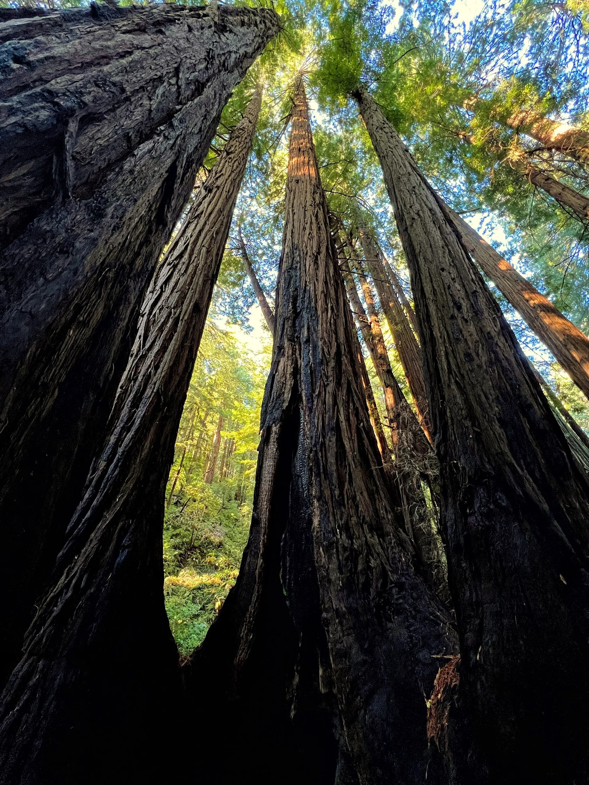 California (2021) - A Practice in Adaptability