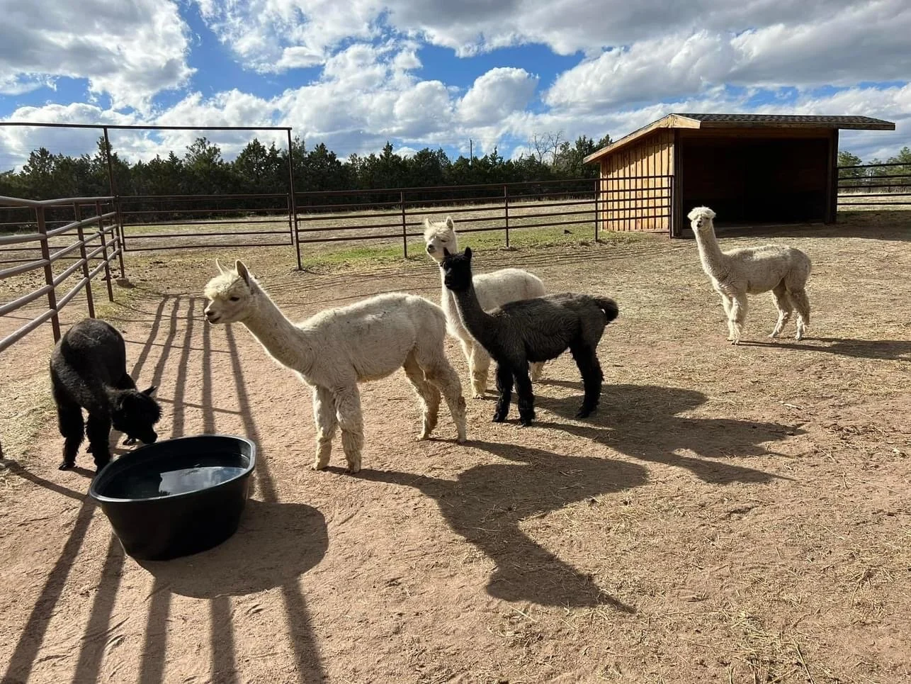 New alpacas.JPG
