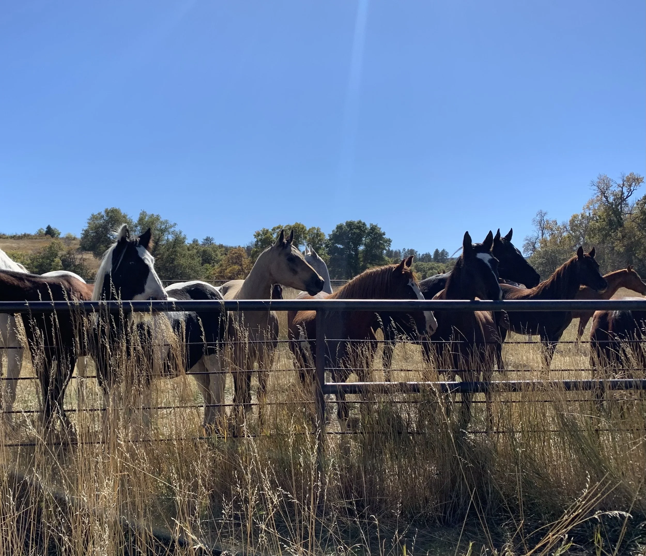 herd at fence line cropped.jpeg