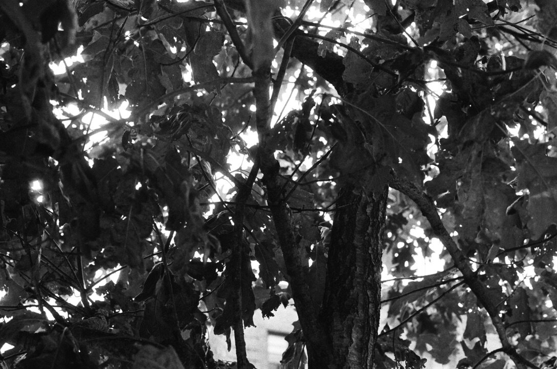 35mm Film, Non-edited, Brooklyn, NY, August 2020.