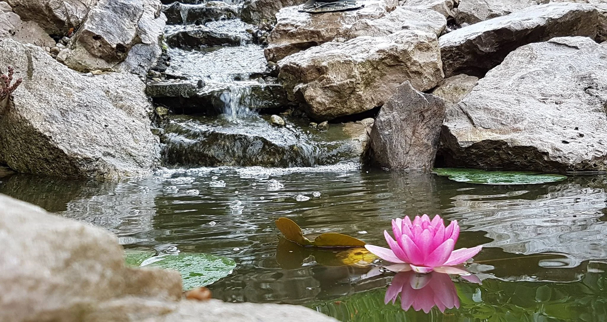 Pond at Maha Pura Yoga Studio.