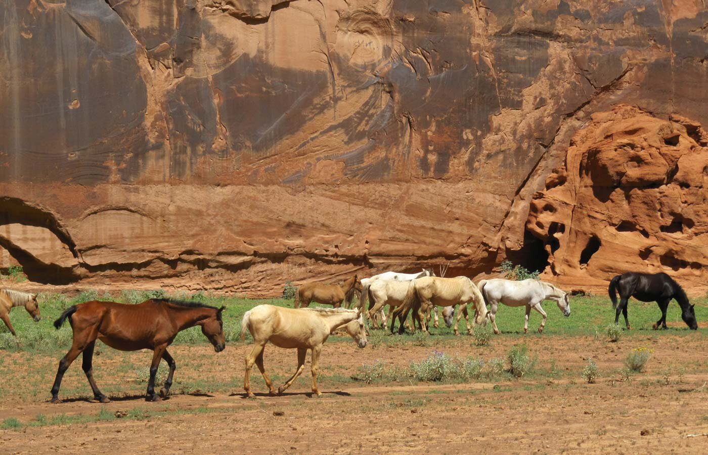 Medicine Horses - Navajo Land