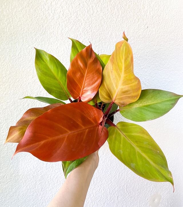 So very many colors and textures for this Sunday&rsquo;s (05/24) 12pm online shop restock! 🌿 Pictured are just a few of the plants that will hit the shop! In order of appearance : Philodendron Prince of Orange, Scindapsus Jade Satin, Sansevieria twi