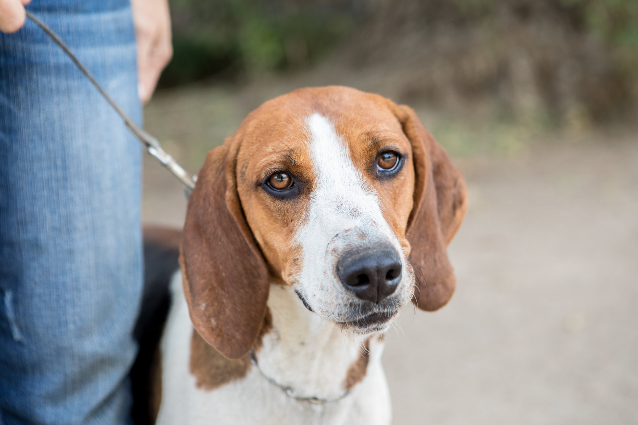 red walker hound