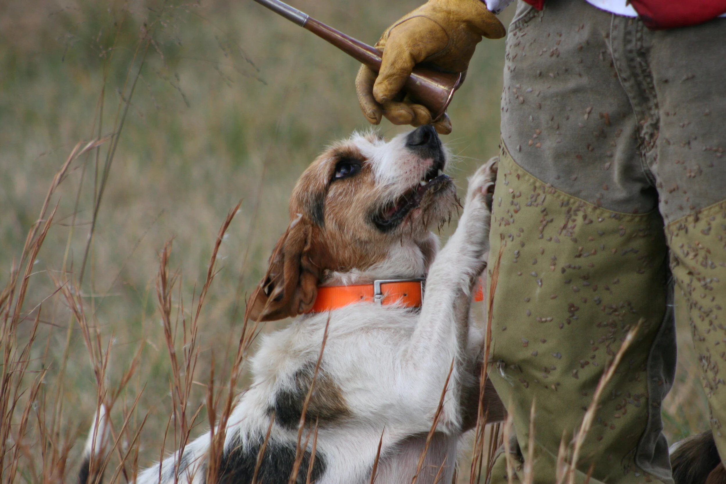 "Fuzzy Ears" - Photographic Fine Art Print or Fine Art Canvas 