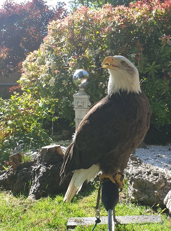 Birds of Prey - Annan School