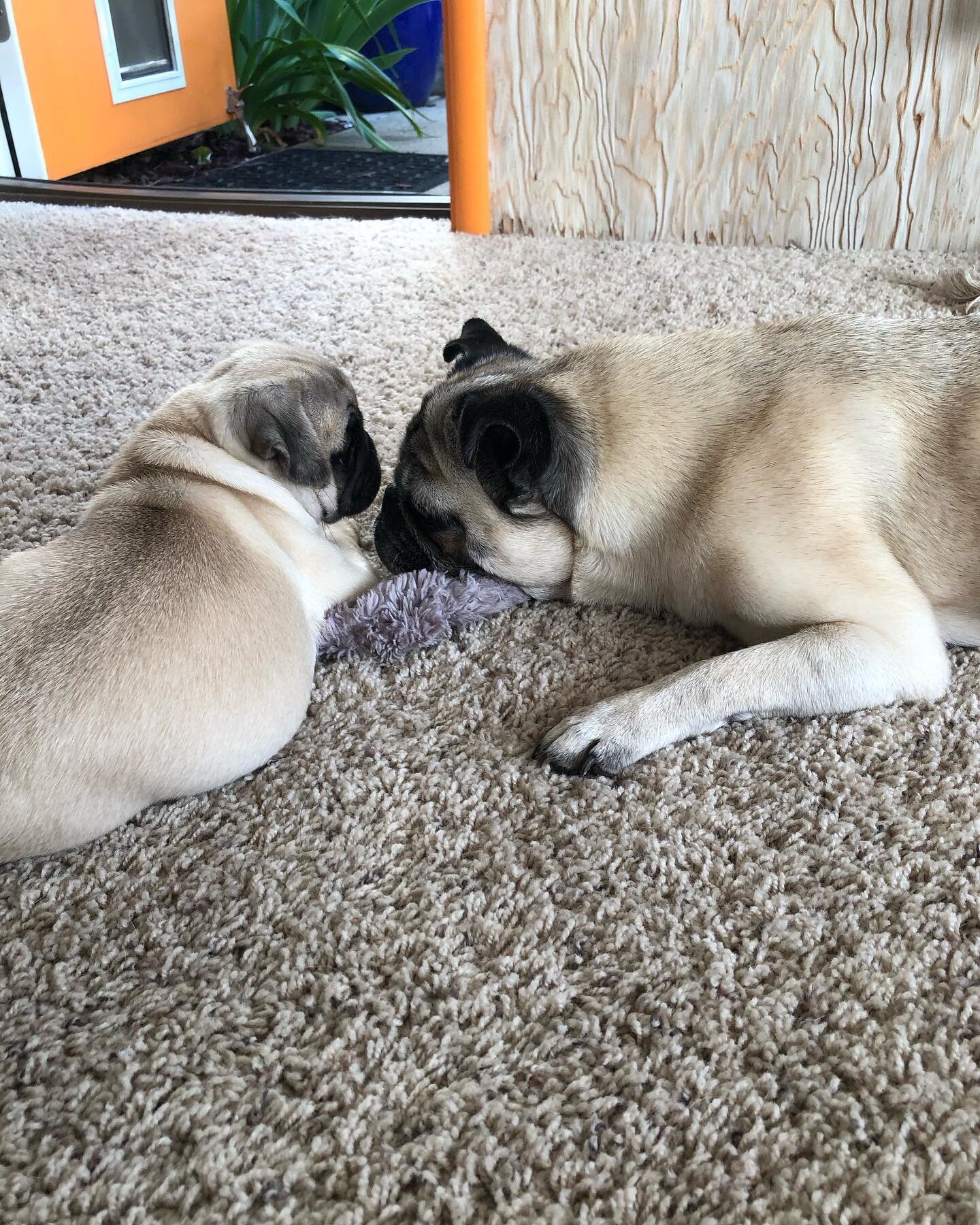 Captain Dylan Hunt and Hot Pepper Pug bonding. Only been 6 days but they are getting to know what the other wants 😌 ^Ben #sacramento #pug #thispugneedsahug #captaindylanhunt #hotpepperpug