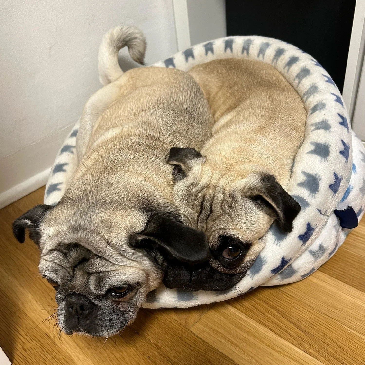 Pug-life still ramping up — Empire's Comics Vault