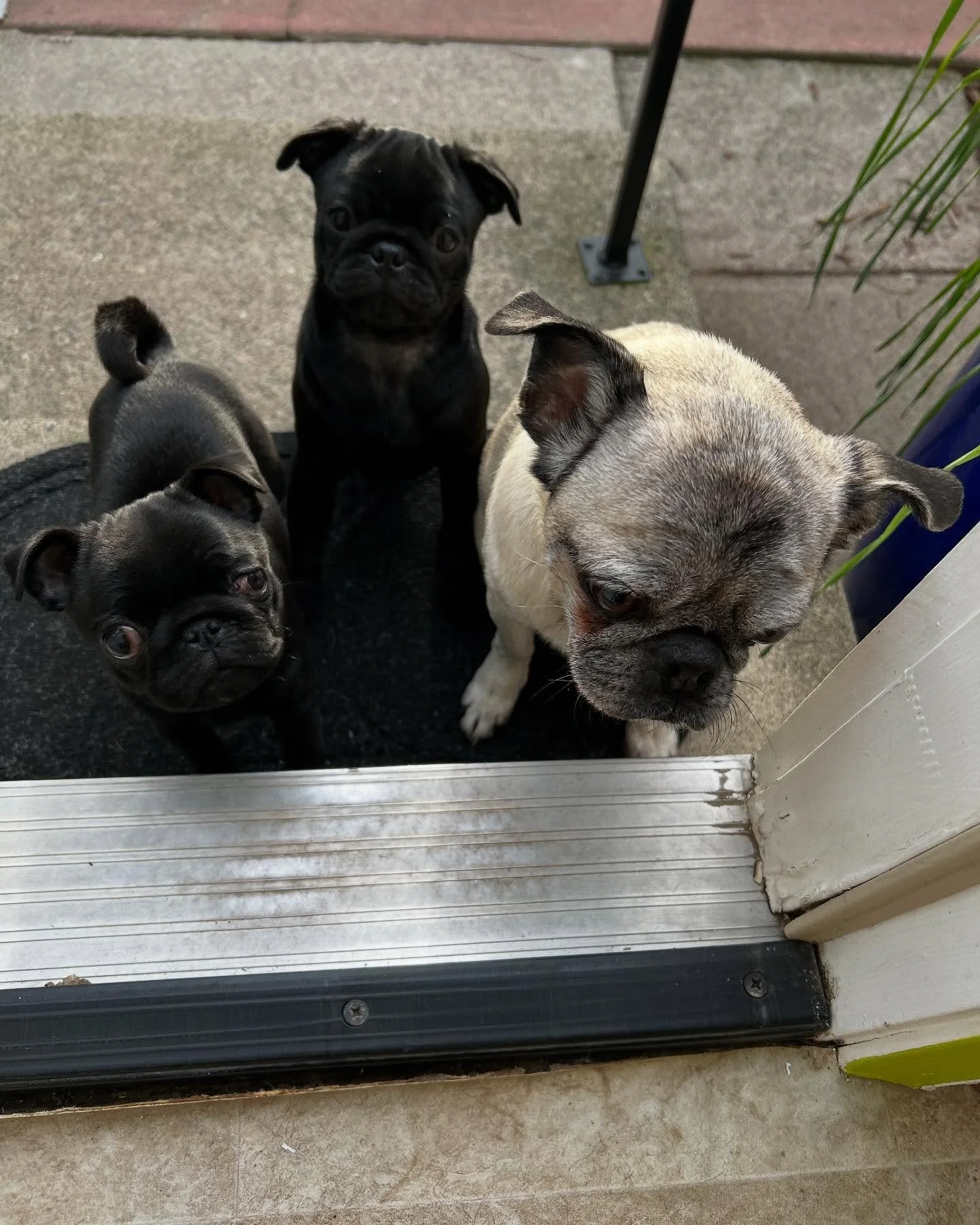 captain-dylan-hunt-pug-shampoo-and-p-chan.jpg