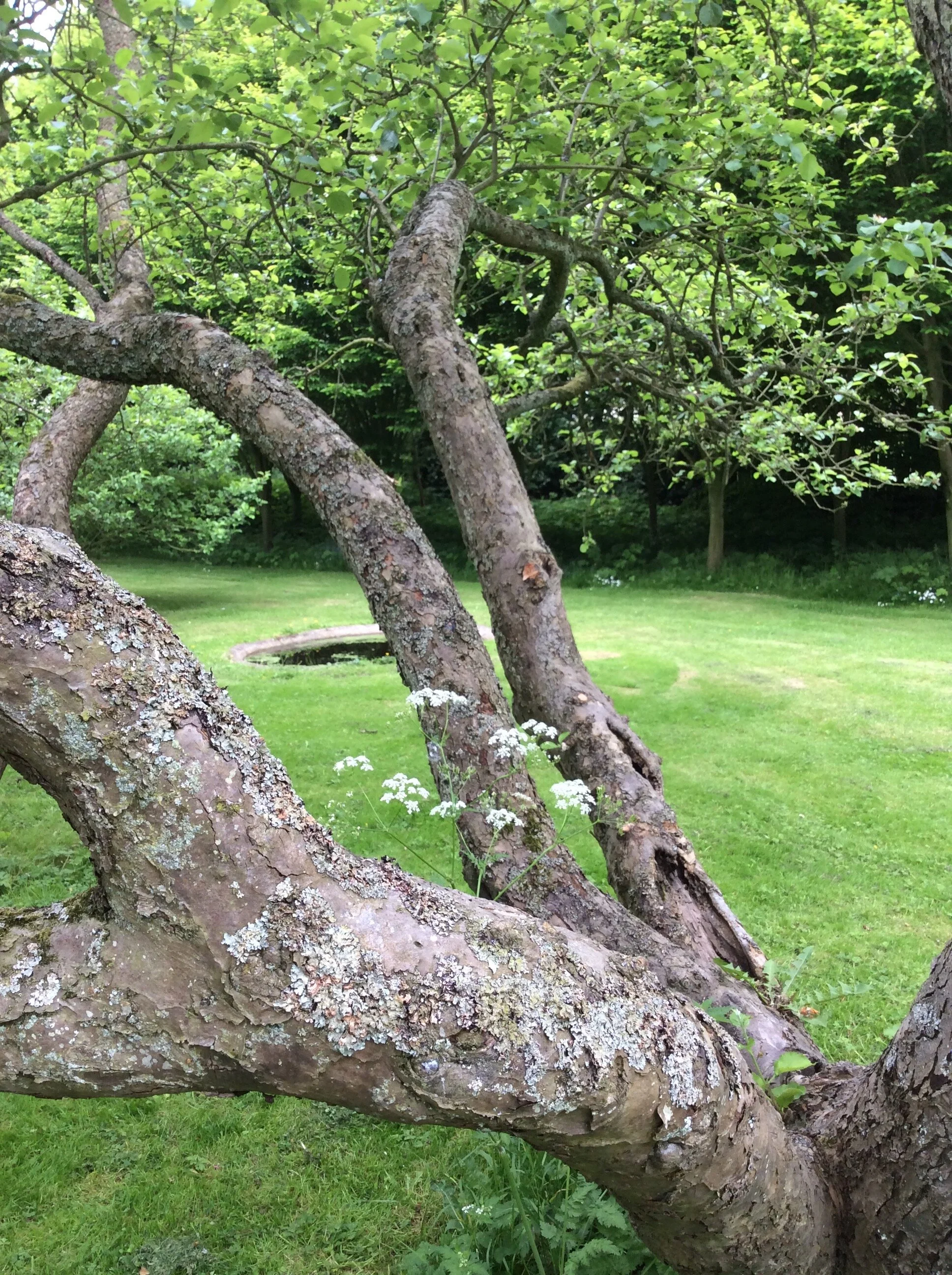 Garden 2.jpg