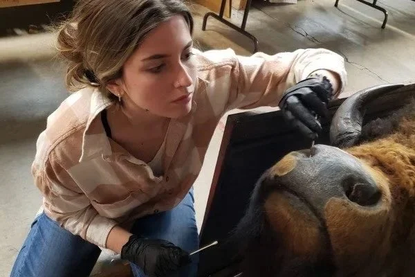 A woman in a beige jacket and black gloves is examining or performing a procedure on a large dog, possibly a veterinary or grooming setting.