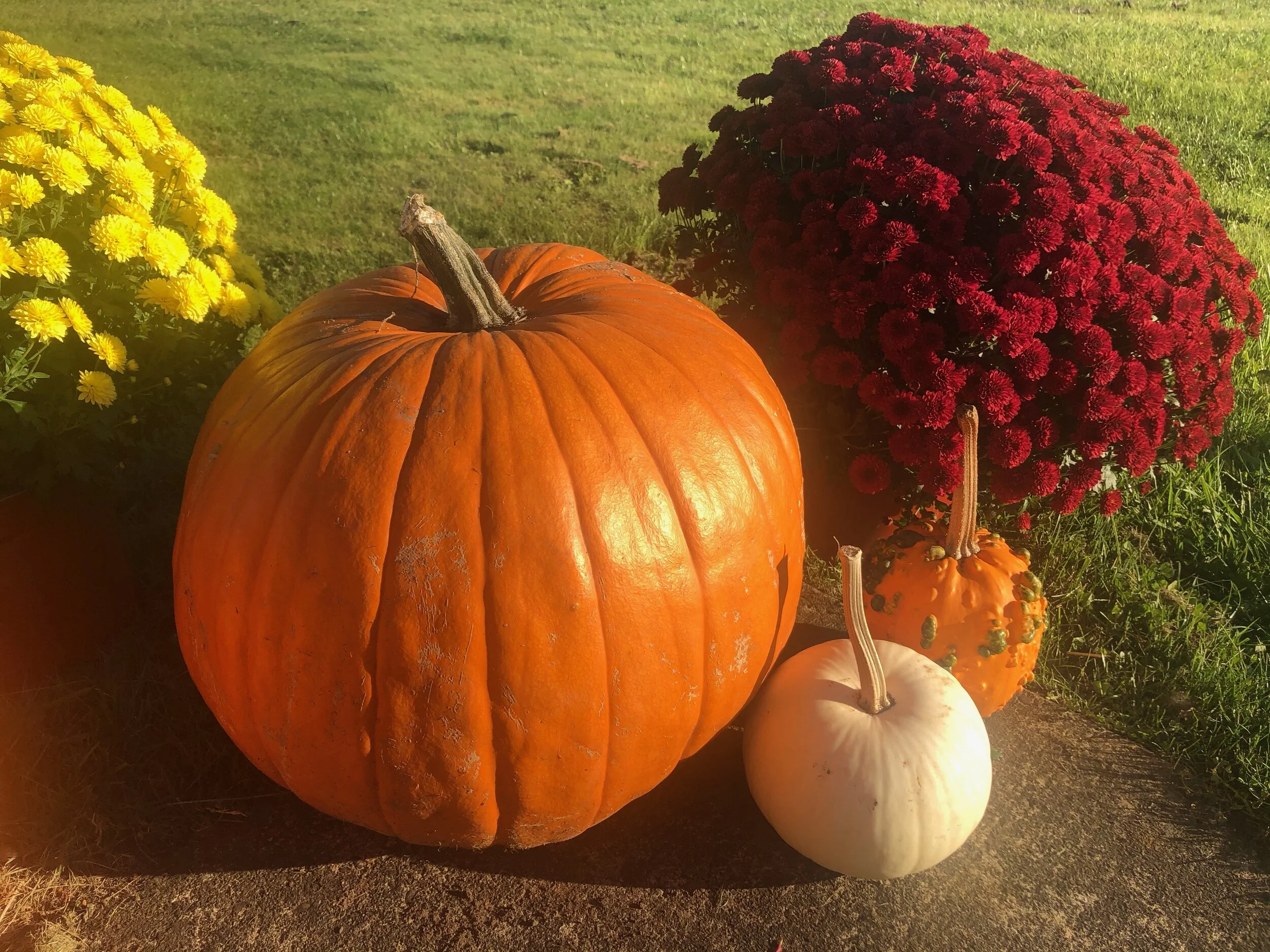 FALL FEST--DAY THREE!! Pumpkin Pounds