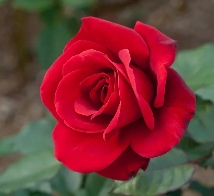 When things begin to bloom!