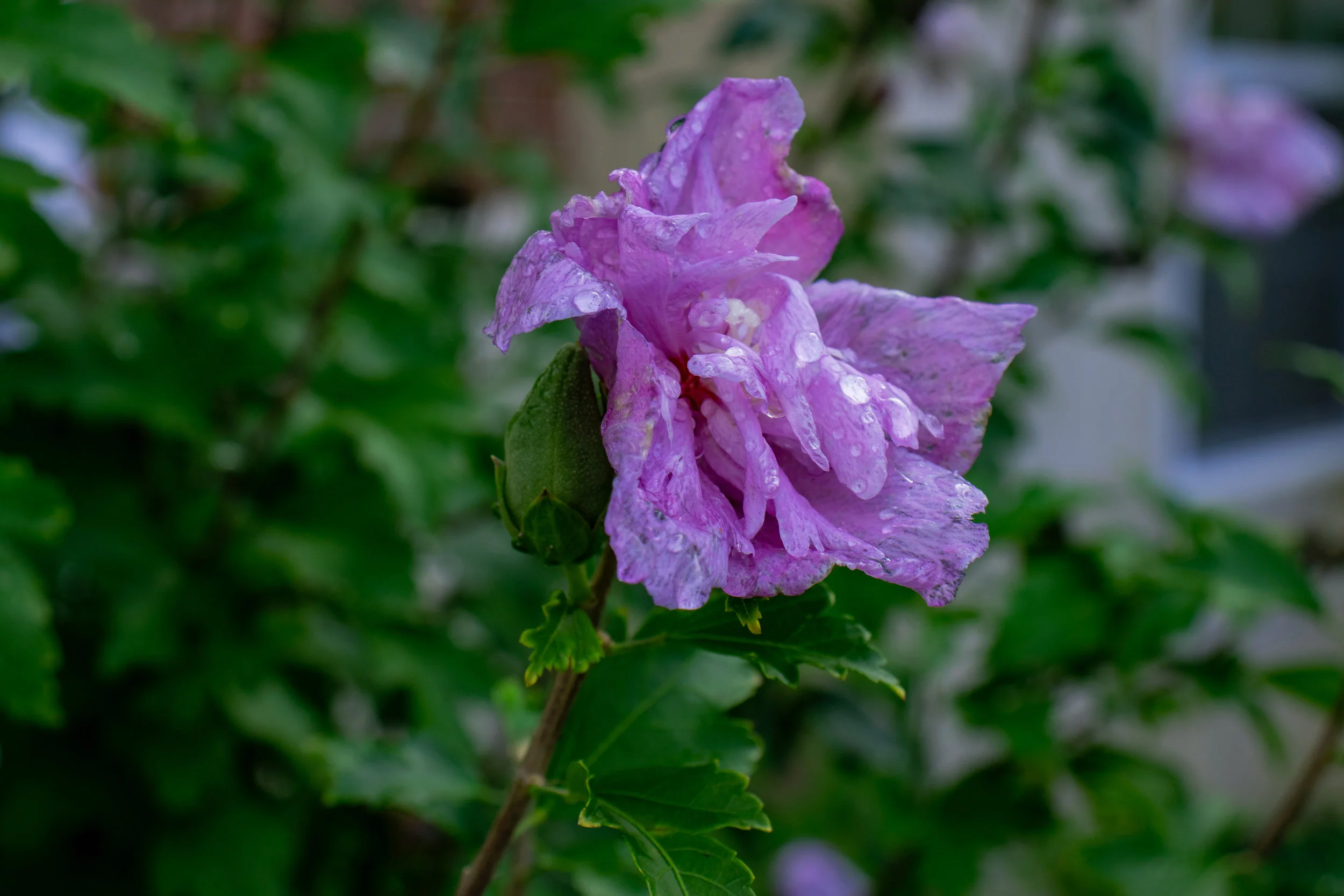 flower_raindrops.jpg