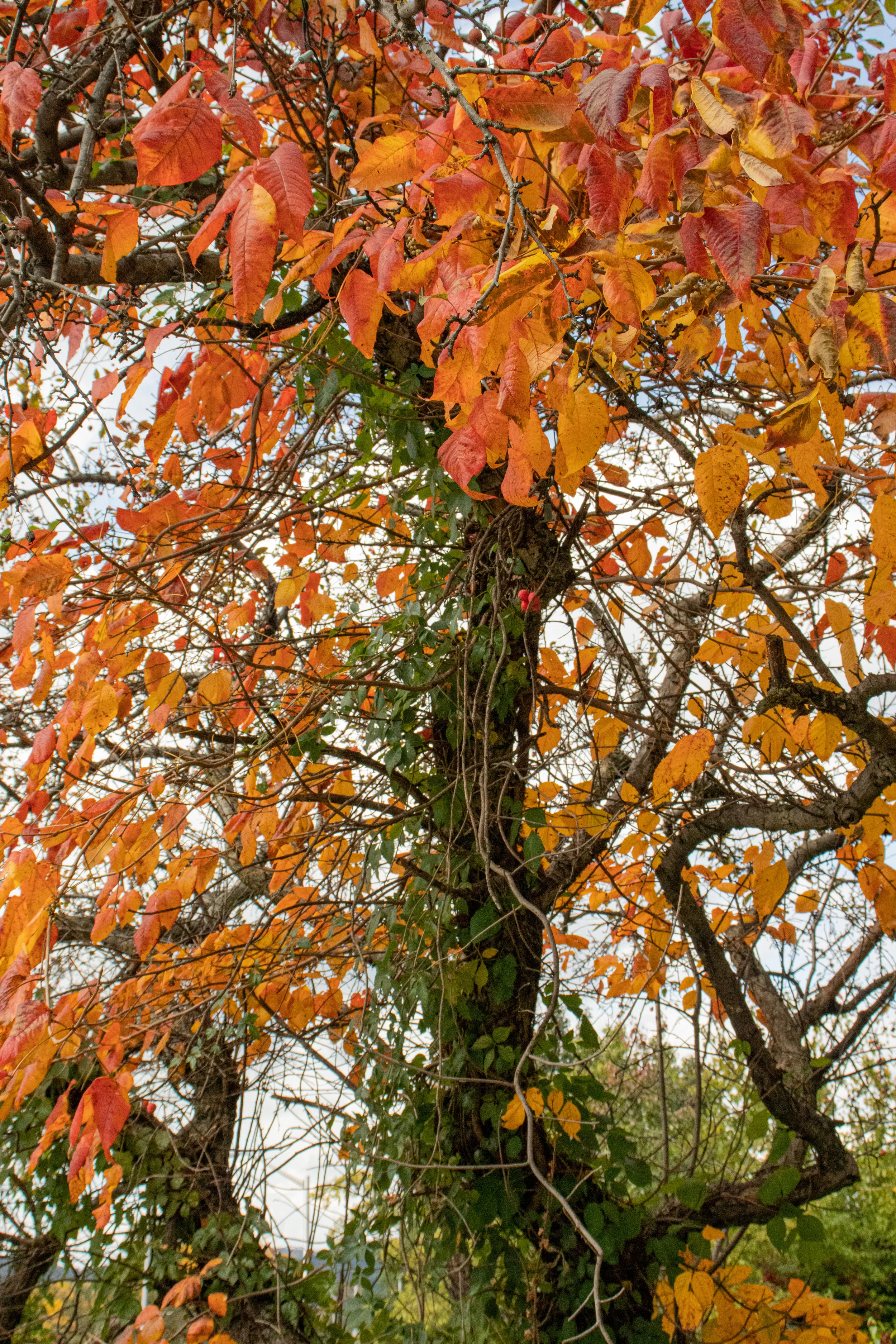 fall-tree.jpg