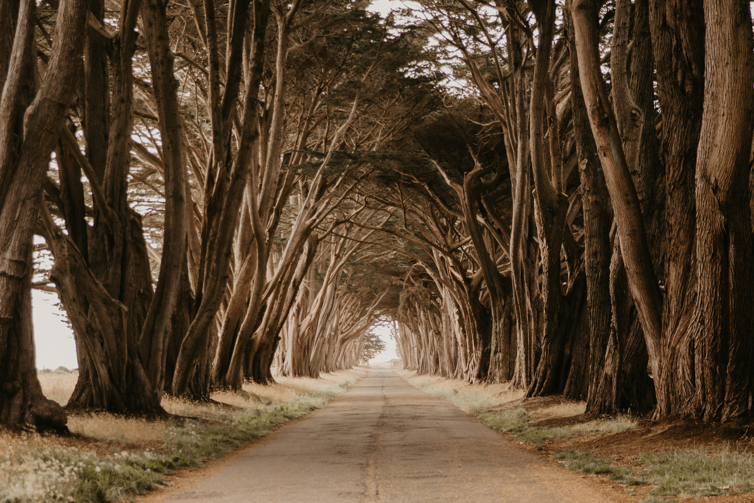 "Keep your face always toward the sunshine - and shadows will fall behind you." - Walt Whitman Point Reyes Seashore