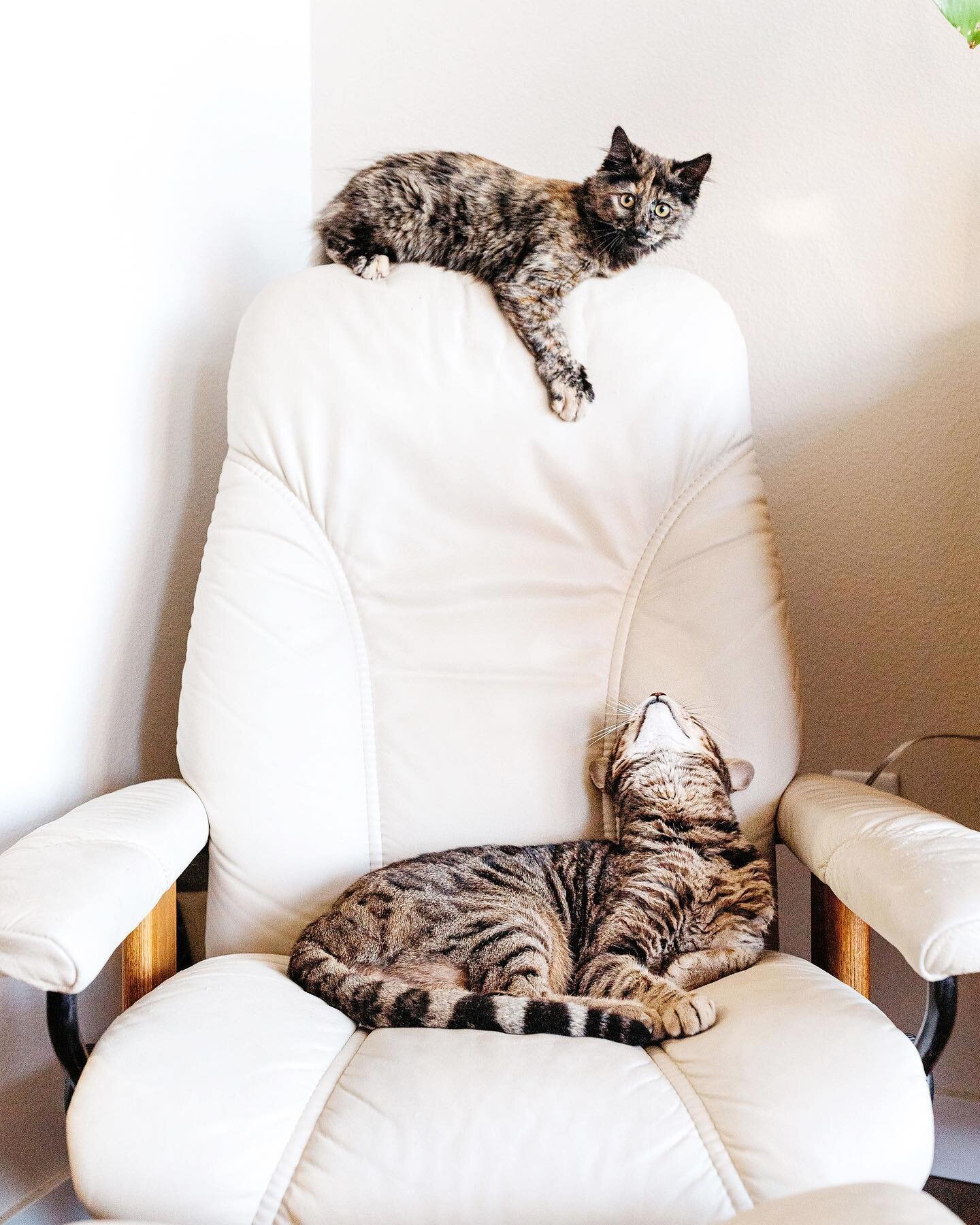 You ever see two cats that don't live with each other become friends? Ronan was just beginning to walk again when @modernestnw adopted Serafina, so they would bring her over for a little buddy-buddy physical therapy. Maybe it was just the kitty proza