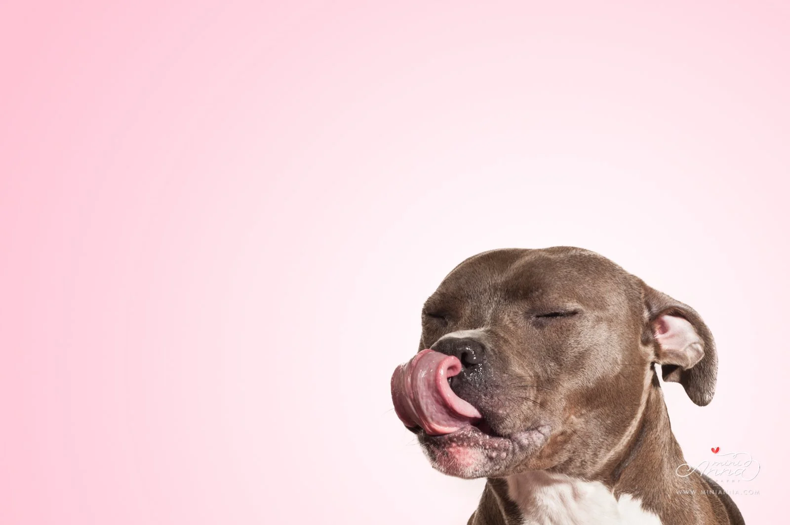 Perfect pit bull licking lips in studio session