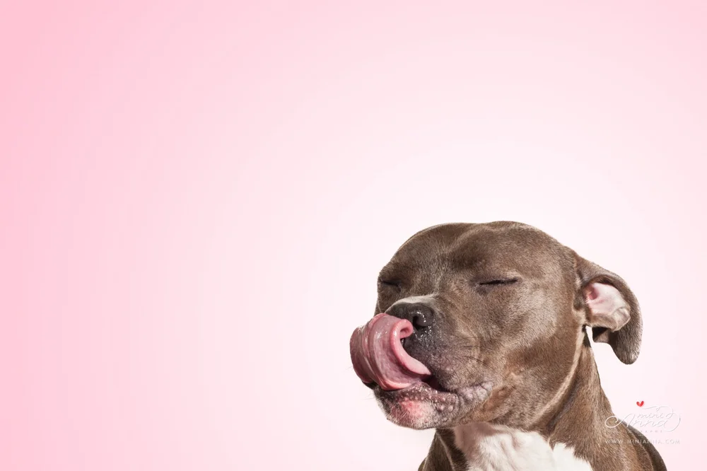 Perfect pit bull licking lips in studio session