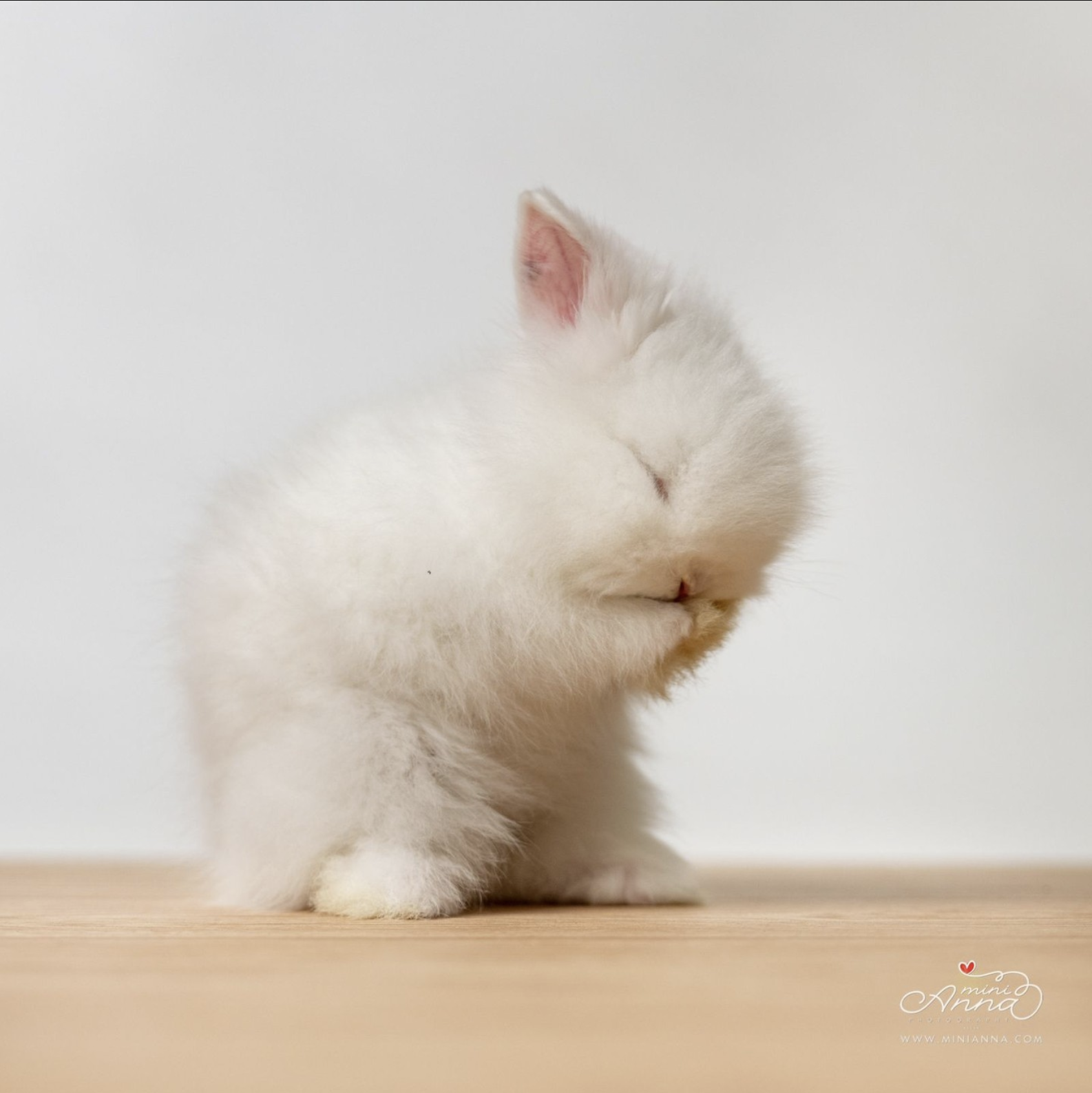 Adorable bunny photography at San Francisco studio photo shoot