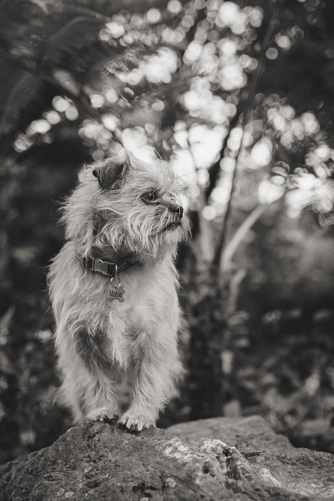 MiniAnnaPhotography2024-AislinnTreacy-BlueHeronLake-3795srgb-bw.jpg