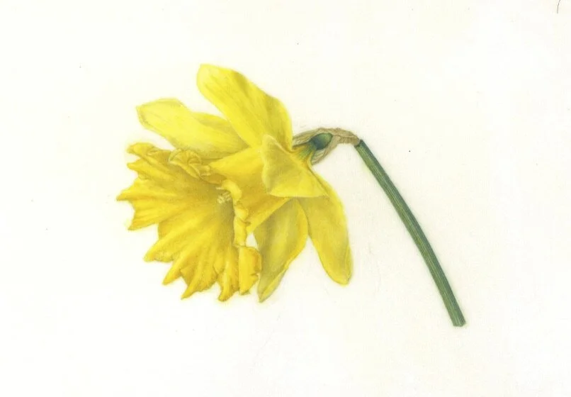 Daffodil.jpg