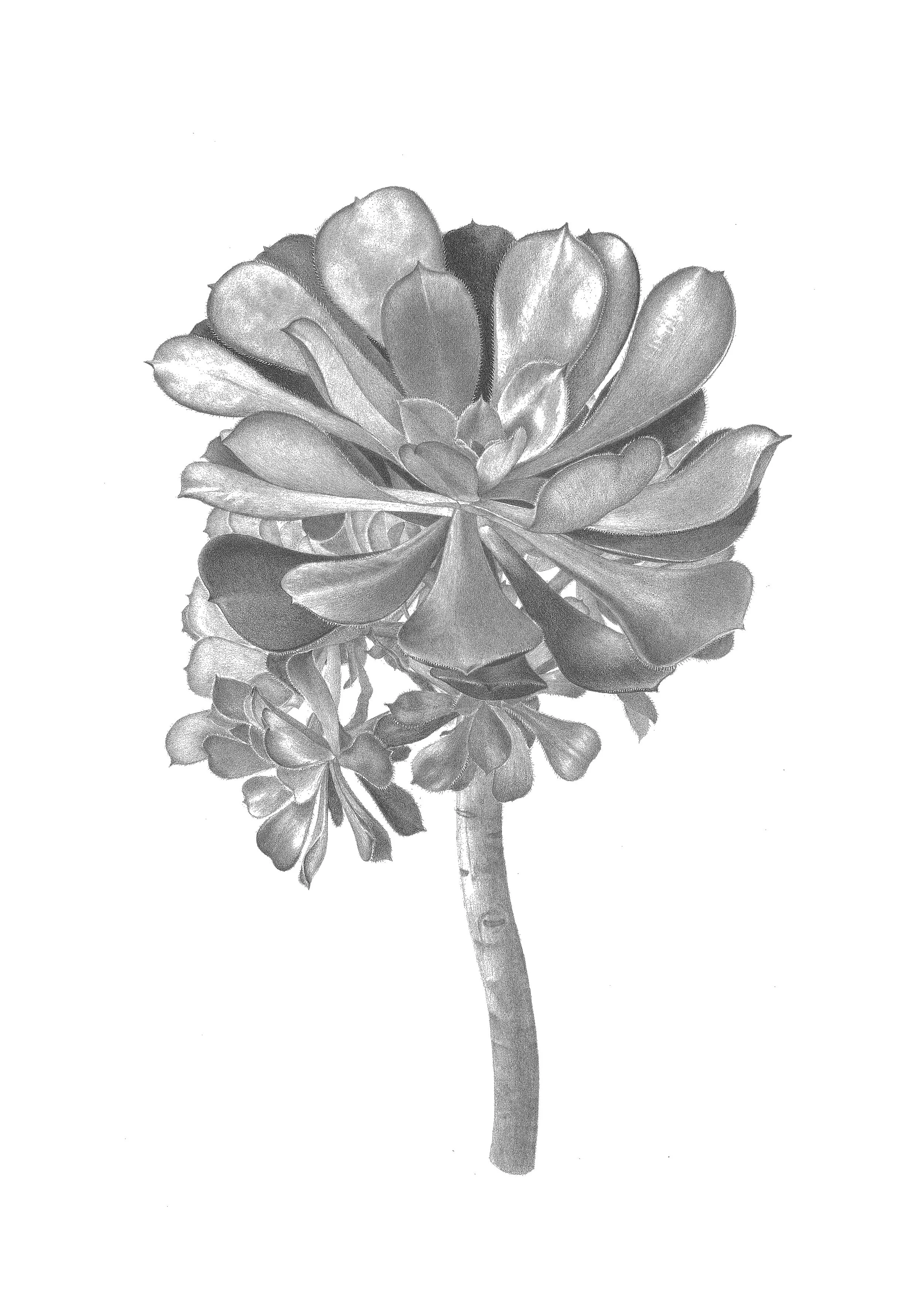 aeonium_a3_300dpi_more contrast.jpg