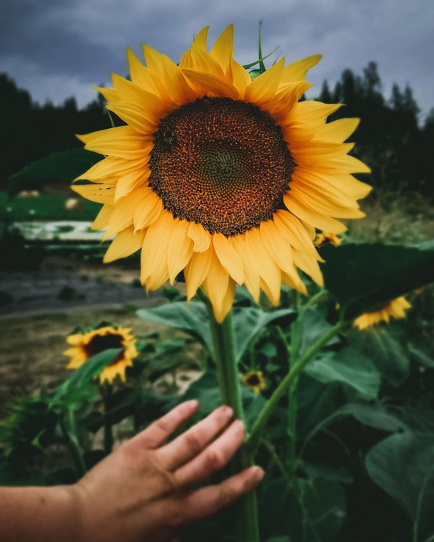 Who is loving these cooler days?? What a nice break from the heat. I brought a little bundle of sunnies to market today, just for fun. See you @vernon_farmers_market , 8-1pm today! #notillmarketgarden #market garden #sunflowers #Summerdays #flowers