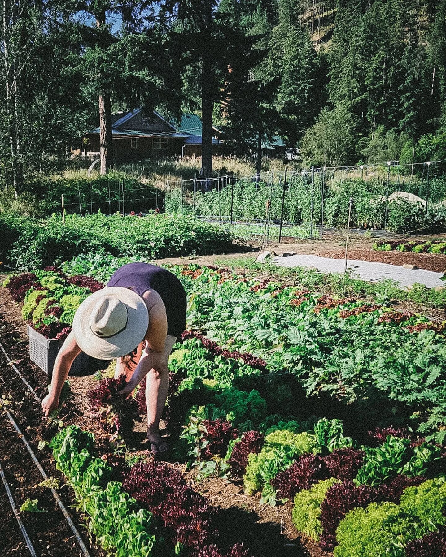 Good Morning from the garden. This morning I am busy pulling old lettuce out to make room to plant more radish and arugula. #notillmarketgarden #cropout #successionplanting #midsummerpush 📷 = @juscraw