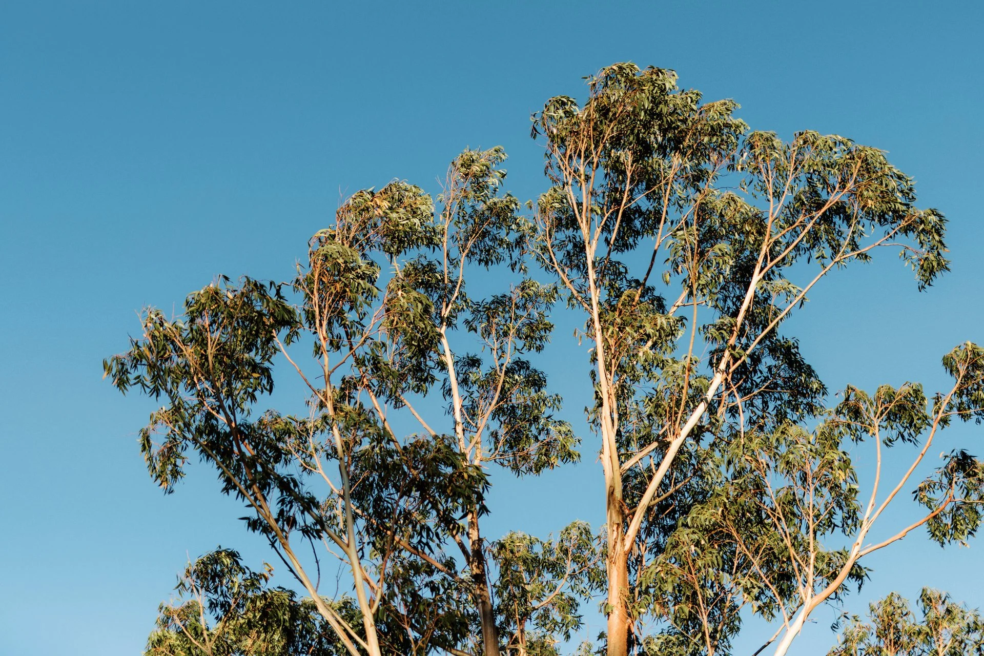wildwood-kangaroo-valley-wedding-102.jpg