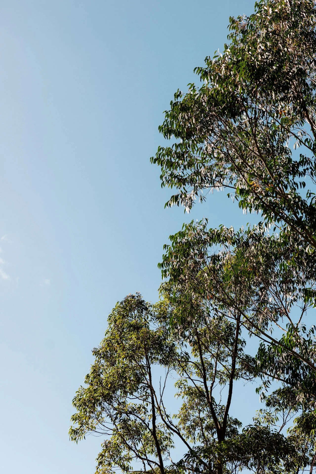 Wildwood-kangaroo-valley-wedding-photos-028.jpg