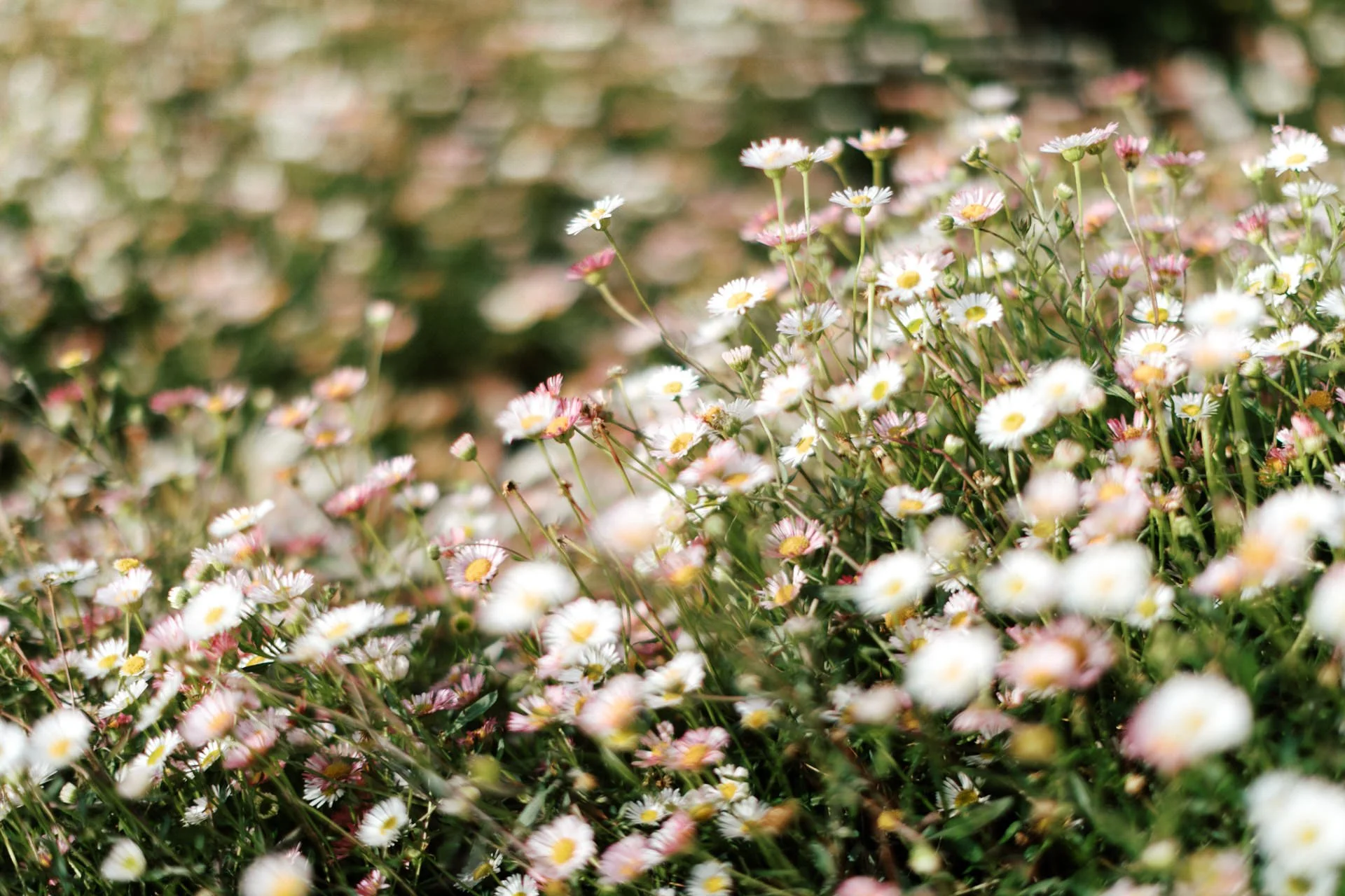 growwild-wildflower-farm-wedding-photos-090.jpg