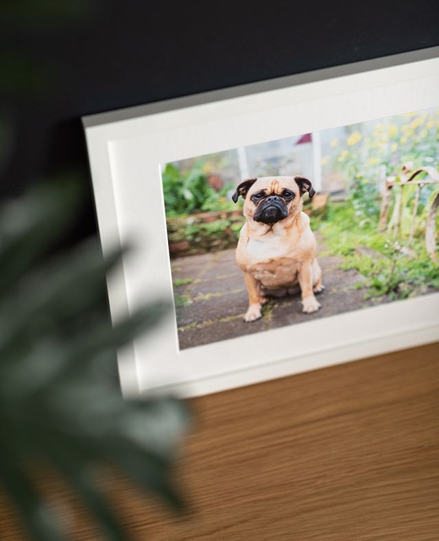 Pet photos? Kid photos? Travel photos?⁠
⁠
They will all look perfect in our photo frames. ⁠
⁠
.⁠
.⁠
.⁠
.⁠
.⁠
.⁠
.⁠
.⁠
.⁠
.⁠
#frame #frames #pictureframe #holidayphotoideas #pictureframing #aucklandbusiness #nzbusiness #newzealandbusiness #art #photog