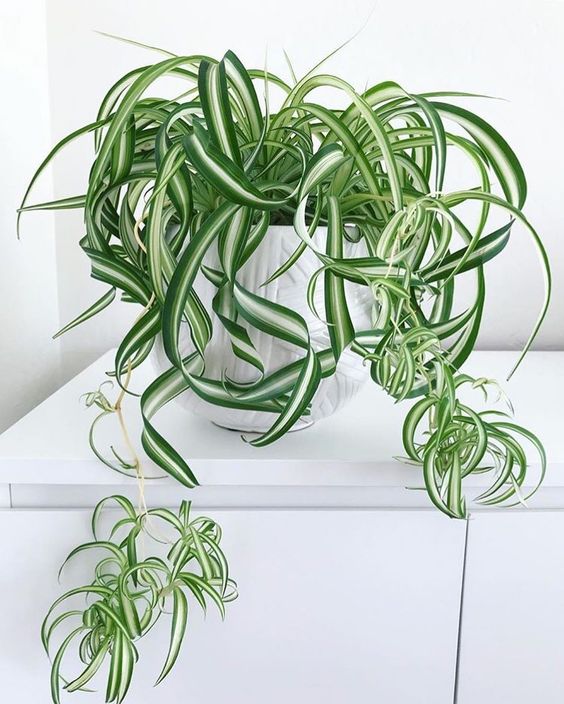 house plant 2.jpeg