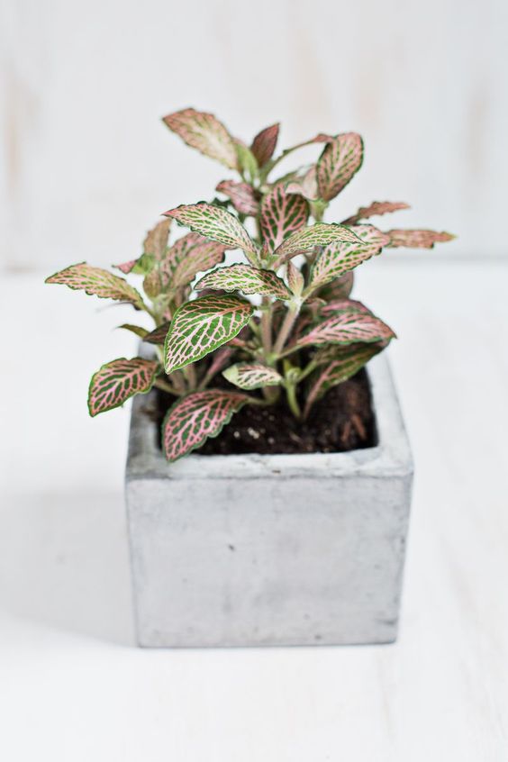 house plant 8.jpeg